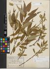 Foto von Salix fragilis L.